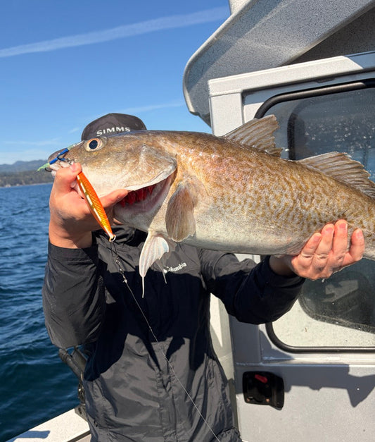 Pacific cod caught while deepwater jigging with a metal jig near Vancouver Island, BC
