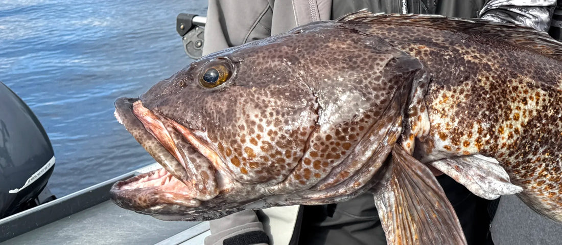 Best Lures for Lingcod in BC (Vancouver Island)