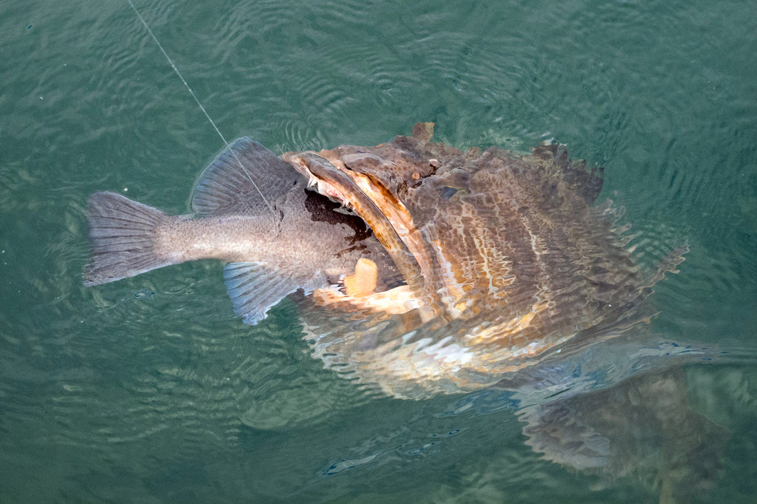 Why Fish Strike Lures: It’s Not Always About Hunger
